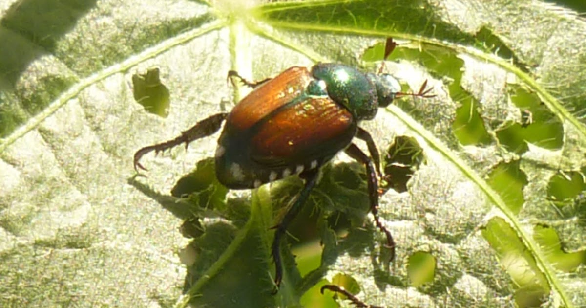 Three Things Very Dull Indeed: Japanese Beetle Trap, Part 2