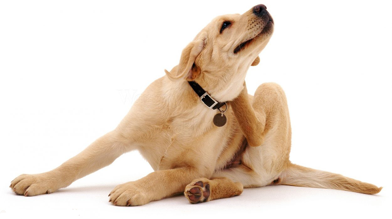 It's a Dog's World: Tips For Treating Severe Itching In Dogs