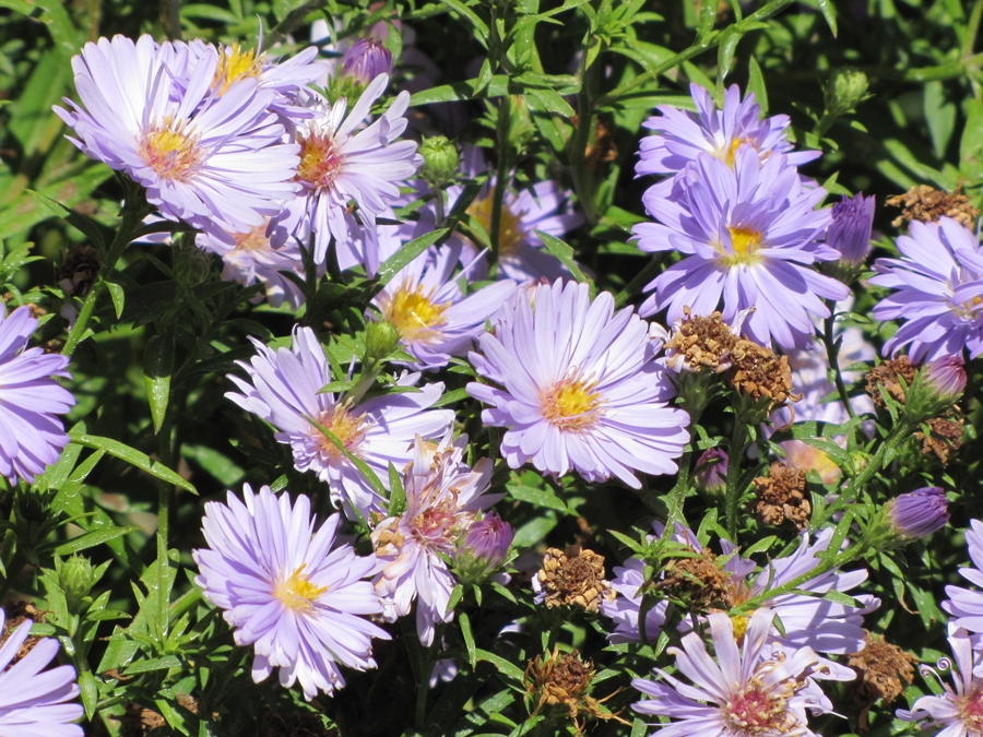 photographing New Zealand: purple flowers