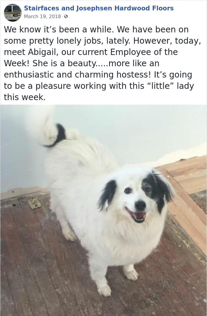 30 Hilarious Dogs That Were The ‘Employees Of The Week’ 30 Hilarious Dogs That Were The ‘Employees Of The Week’