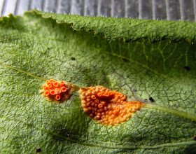 close-up of Puccinia coronata rust fungus on buckthorn