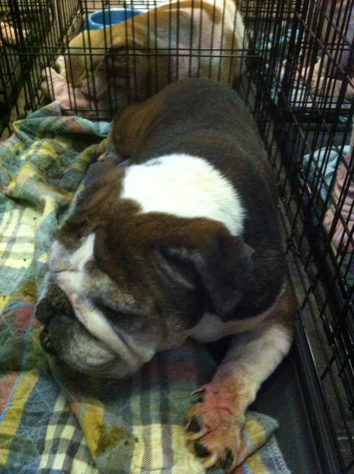 Short Mugs Rescue Squad English Bulldog rescue