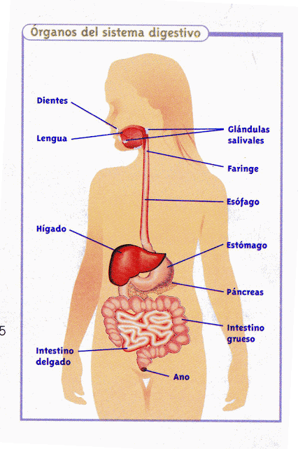 órganos del aparato digestivo