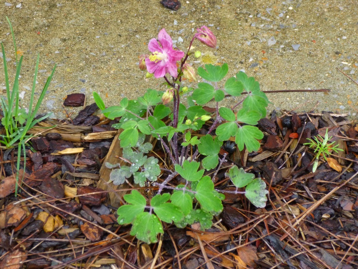 This is the first year I have an Aquilegia vulgaris "Winky Rose" self-sown seedling!