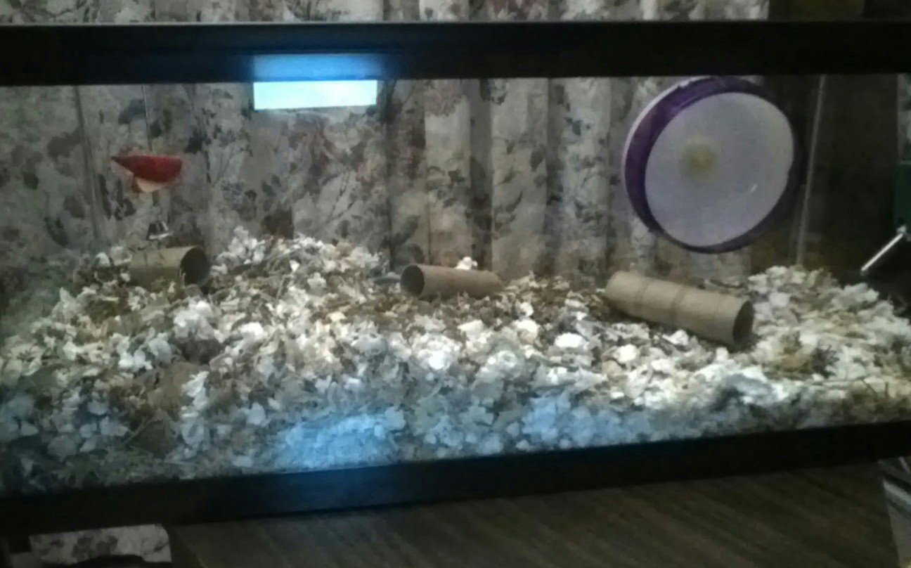 The Life Of A Gerbil Gerbil Care Cages