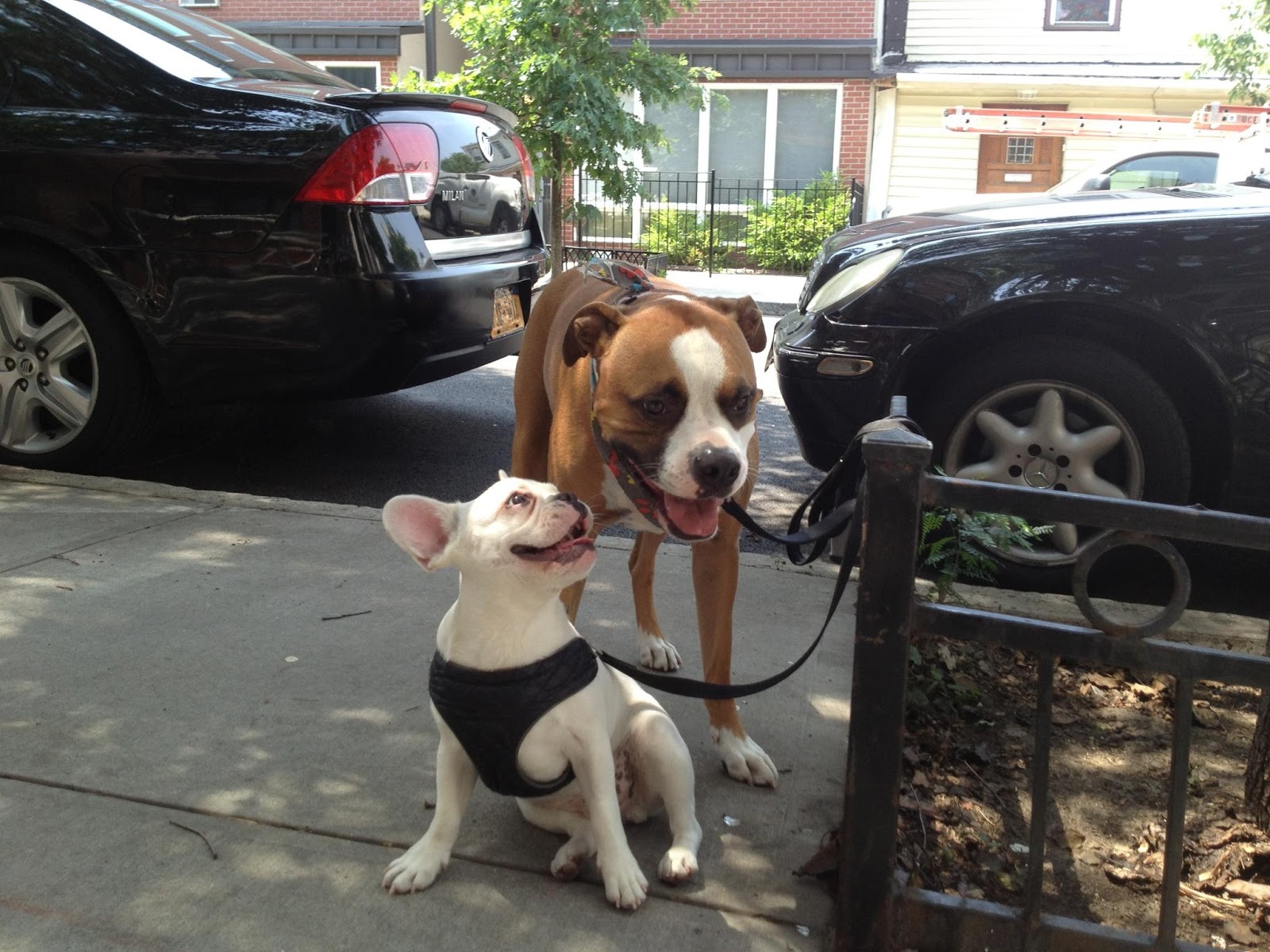 Jason The Dog Walker and Company.