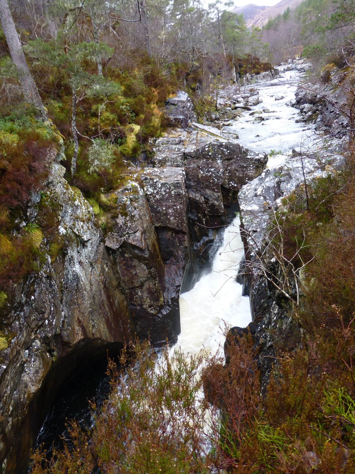 Big Gorse Bush Dog Falls in Glen Affric.