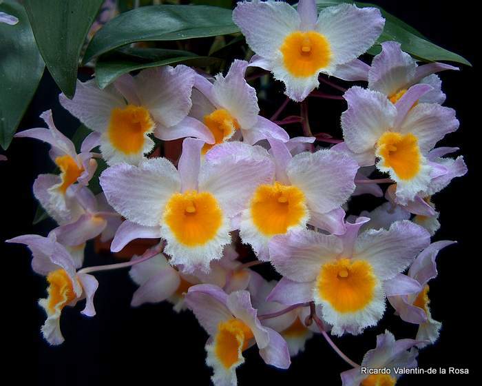 Ricardo's Blog, : Dendrobium farmeri, a small Dendrobium that can ...