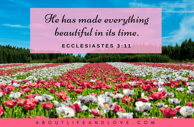 He Has Made Everything Beautiful : About Life And Love | Life Hacks And  Love Advice