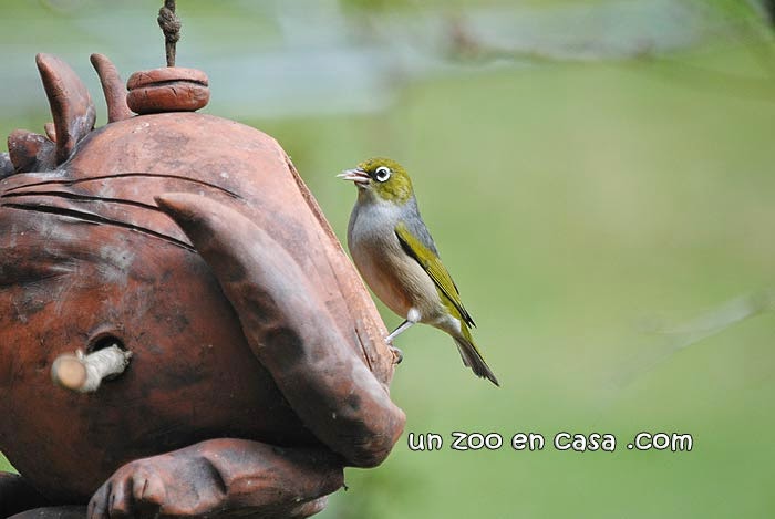 Silvereye (Zosterops lateralis)