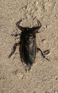 unidentified beetle found on the beach