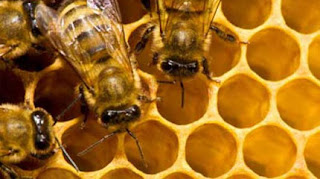 Γιατί εξαφανίζονται οι μέλισσες από τον πλανήτη μας;