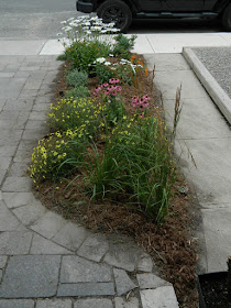 Leslieville front garden installation after Paul Jung Toronto Gardening Services