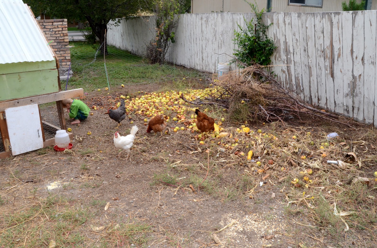 Backyard Chickens All Cooped Up Bless This Mess