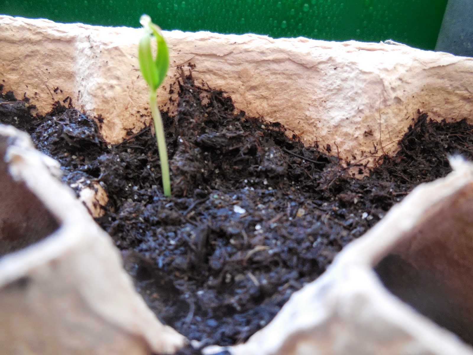 Mein Gemüse wächst im Garten: 2015