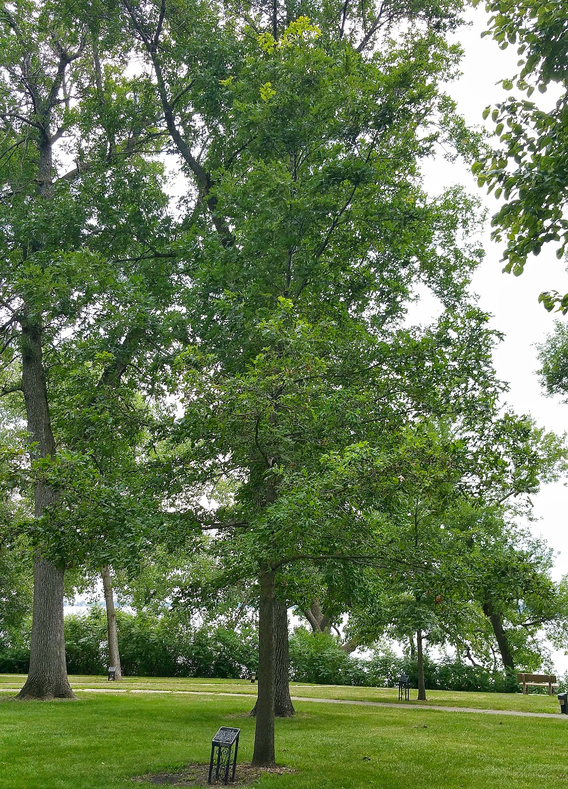 History and Culture by Bicycle Storm Lake, Iowa Living Heritage Tree