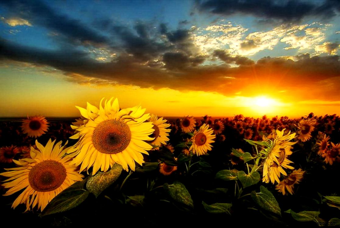 Sunflower Sunset | Amazing Wallpapers