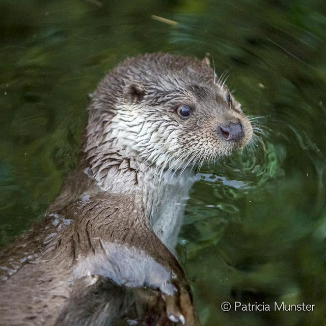 European Otter