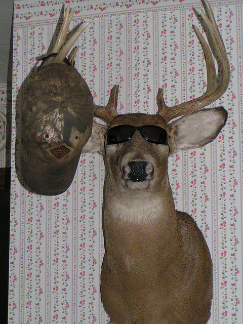 Hasty Pics: Deer wearing SUNGLASSES