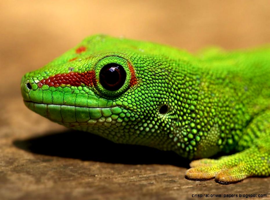 Gecko Lizard