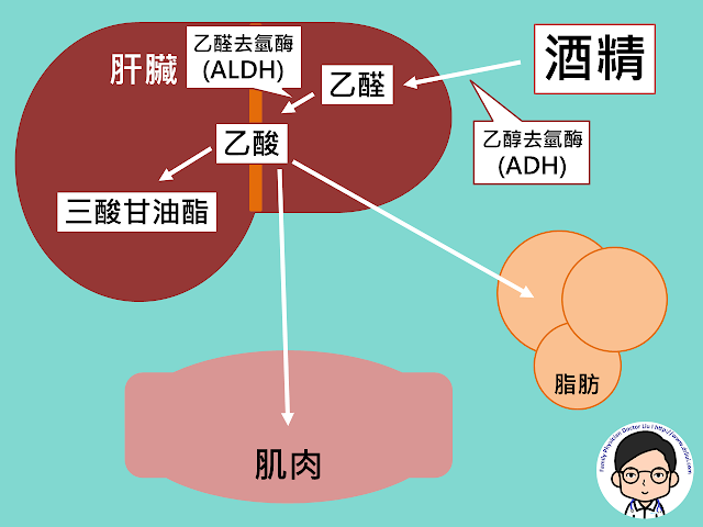 乙酸會變成三酸甘油脂、脂肪儲存