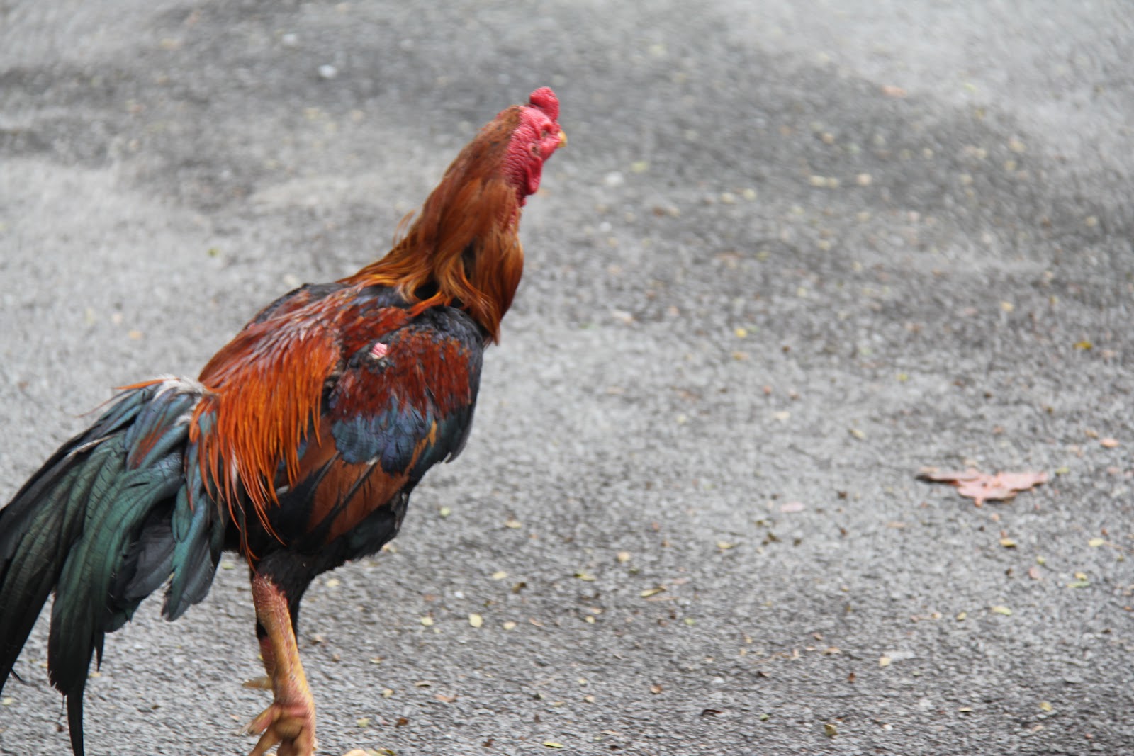 AYAM SABUNG MALAYSIA