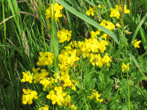 bird foot trefoil