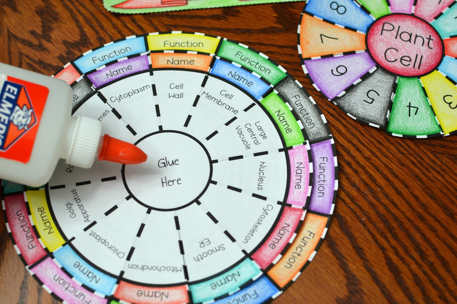 Plant Cell Foldable | Plant cell foldable, Cell foldable, Plant and
