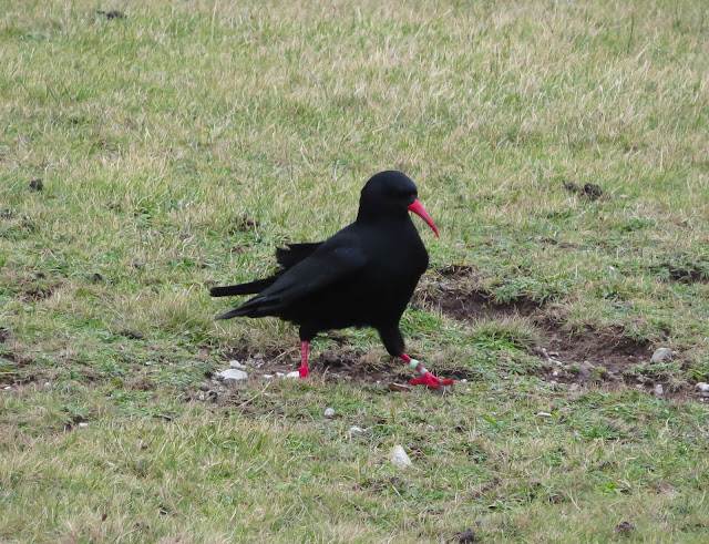 Chough - South Stack RSPB, Anglesey