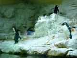 pinguini cataratori