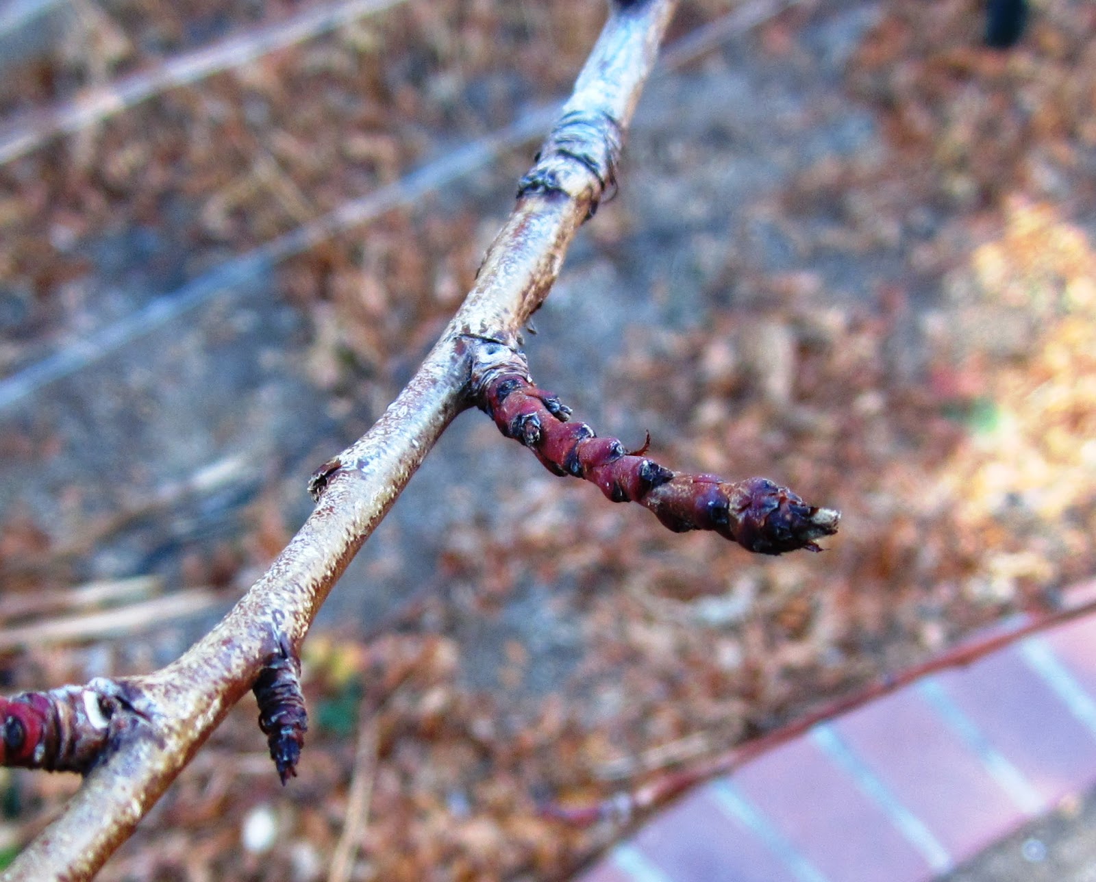 Fruit Tree Pruning at Its Best What is a Spur?