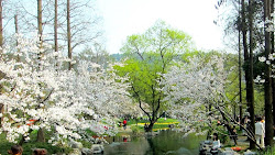 Cerisiers en fleurs à Hangzhou