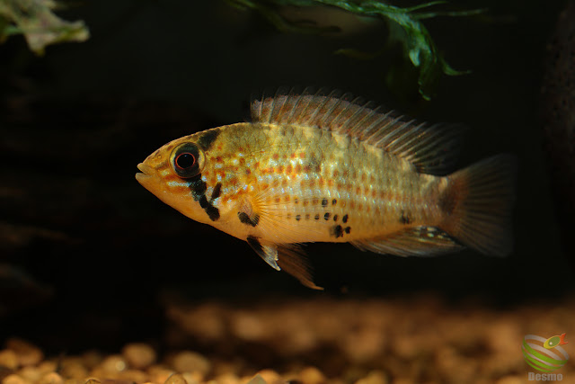 Apistogramma cf. alacrina