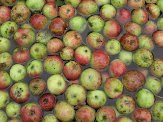 Apples being cleaned in water prior to pressing into cider