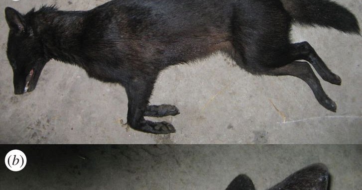 Stray pets: First evidence of hybridization between golden jackal and