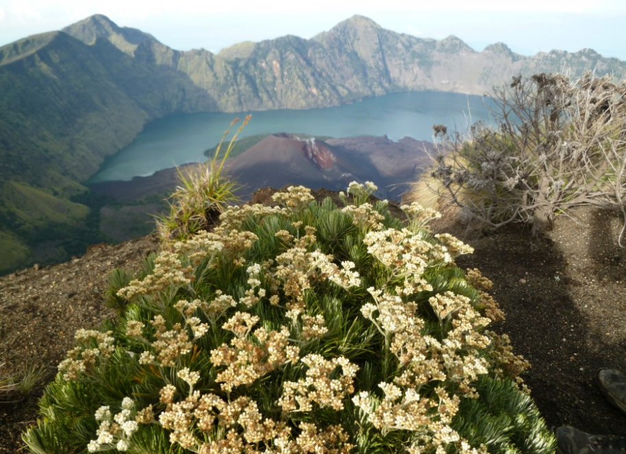 6 Gunung  di Indonesia Yang Terdapat Taman Bunga  Edelweis 