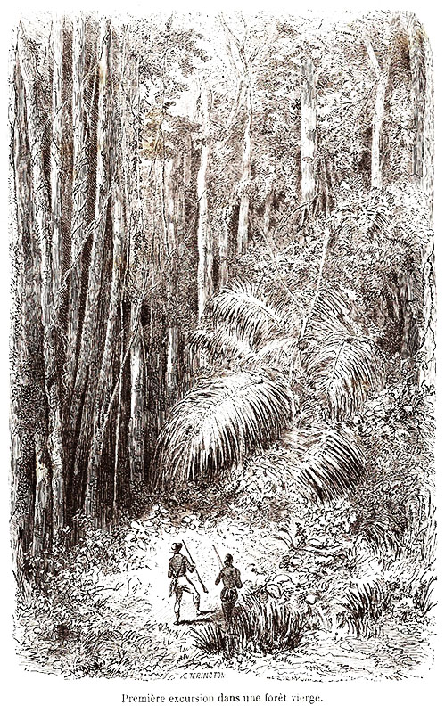 a floresta virgem estação capixaba