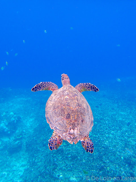 Tortue - Gili Meno - Lombok Bali