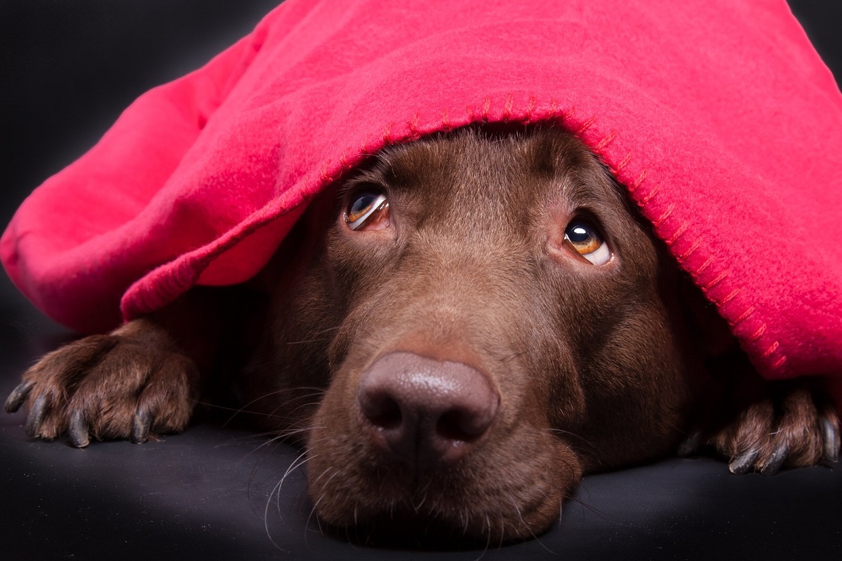 How to Calm Your Dog During Fireworks and Thunder Doglopedix