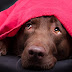   How to Calm Your Dog During Fireworks and Thunder