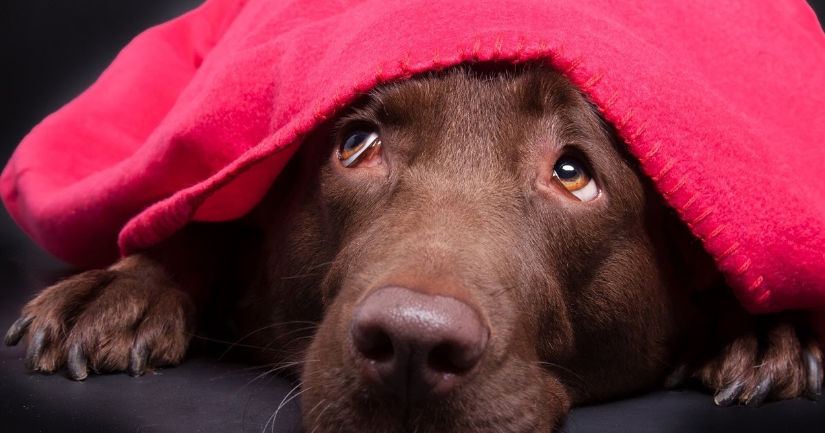 How to Calm Your Dog During Fireworks and Thunder Doglopedix
