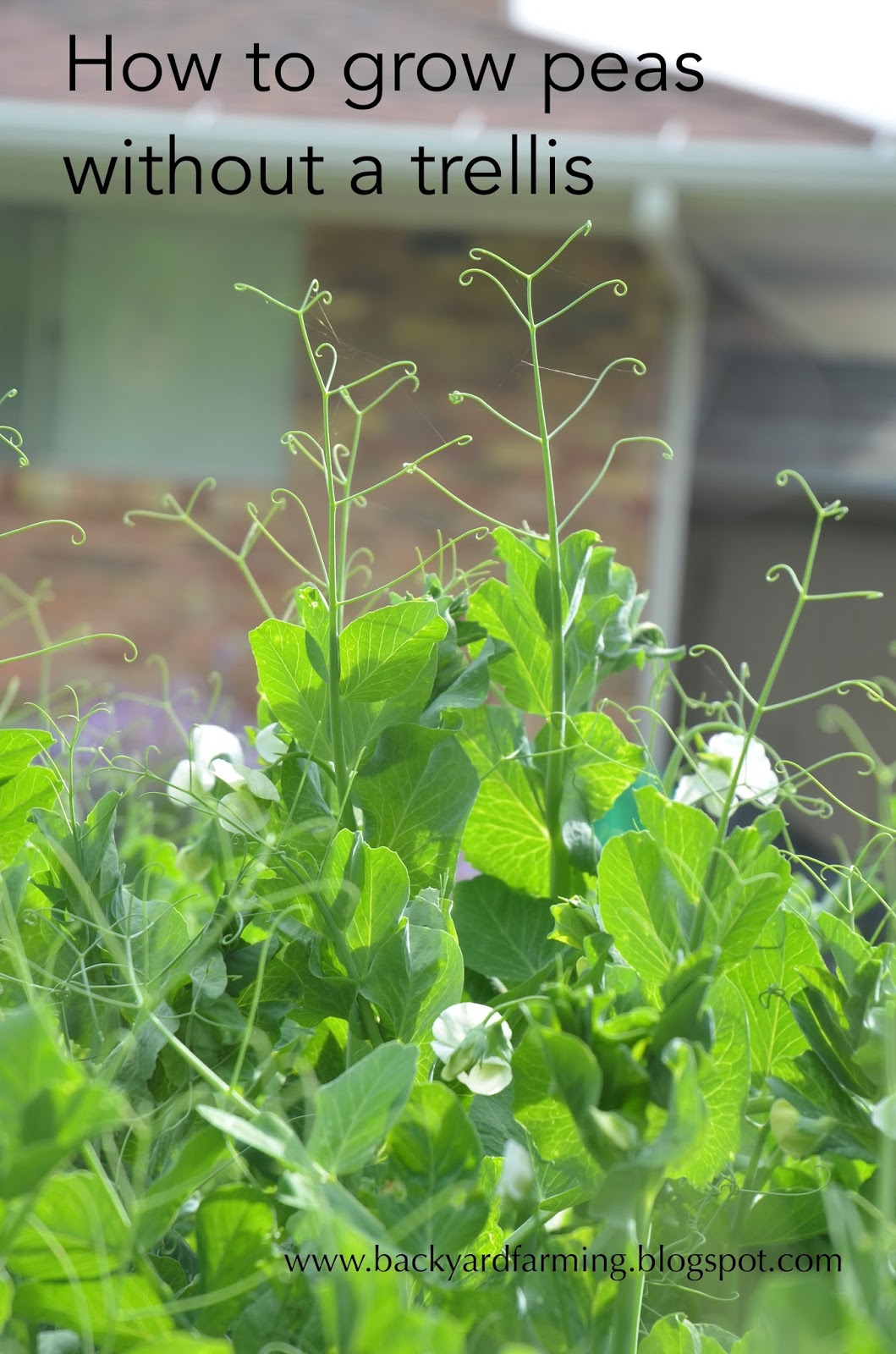 Backyard Farming How to grow peas without a trellis Backyard Farming How to grow peas without a trellis