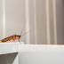 8 Φυσικοί Τρόποι για να Εξοντώσεις τις Κατσαρίδες στο Σπίτι!
