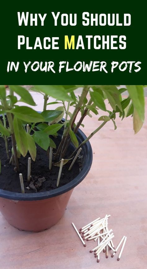 There is a very simple trick that can improve the appearance of your plants quickly. All you need is a simple, easy to find box of matches. #flowerpot #pots #containergardening