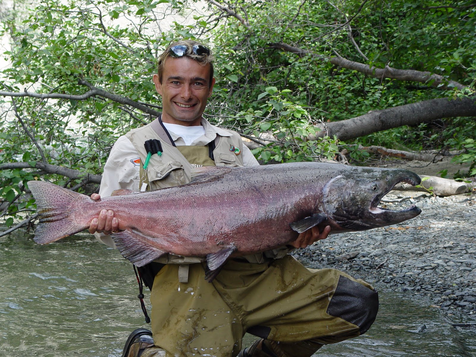 Life of a Yukon Guide More good King Salmon news