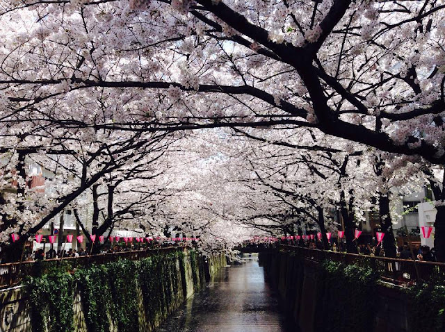 Nakameguro hanami