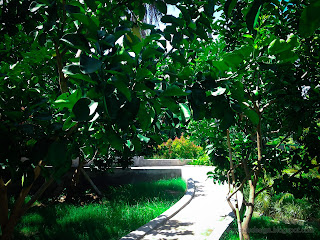 Fresh Green Leaves Of Citrus Maxima Or Pomelo In The Garden At Tangguwisia Village, North Bali, Indonesia