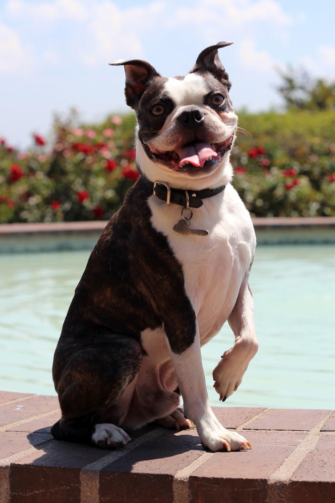 Giblets and Molly Boston Terriers Goose on the Loose Giblets Chainsaw Balboa Park Photo Shoot
