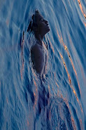Buoyancy