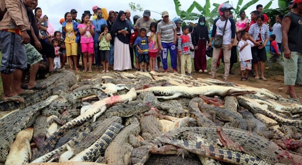 URGENTE: Matan Alrededor De 300 Cocodrilos en Indonesia URGENTE: Matan Alrededor De 300 Cocodrilos en Indonesia